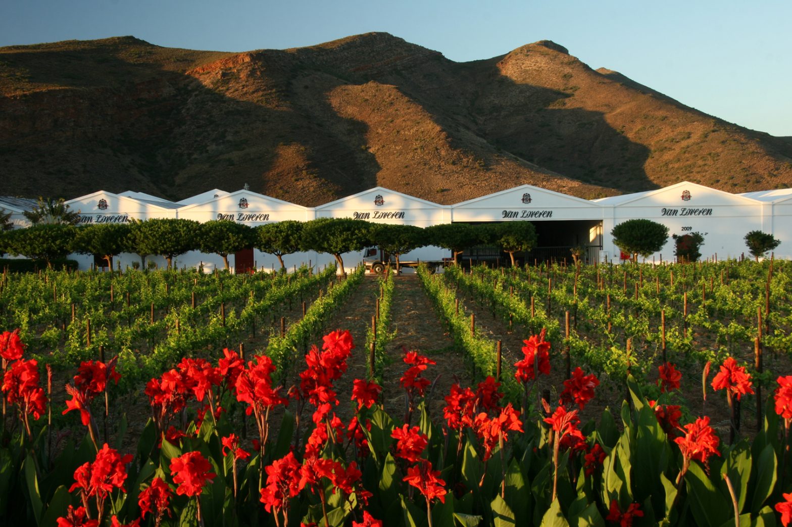 Van Loveren Vineyards Estate and roses