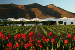 Van Loveren Vineyards Estate and roses