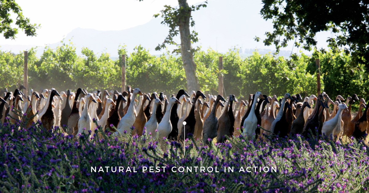 Vergenoegd Low Wine Estate ducks