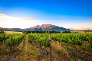 Wildekrans vineyards