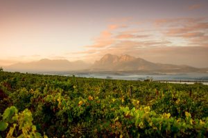 Landskroon Wines winelands