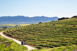 Lammershoek winelands