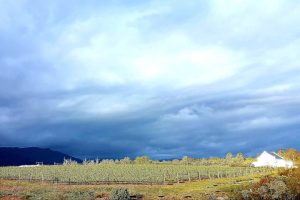 That Wine Demesne vineyards