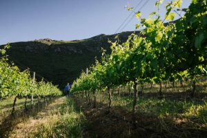 Keermont Vineyards