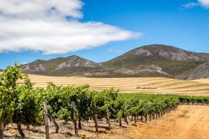 Boschrivier Estate winelands and mountains on a summer day Boschrivier Estate winelands