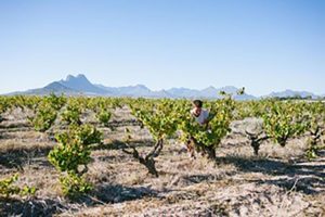 Joostenberg Wines Vineyards