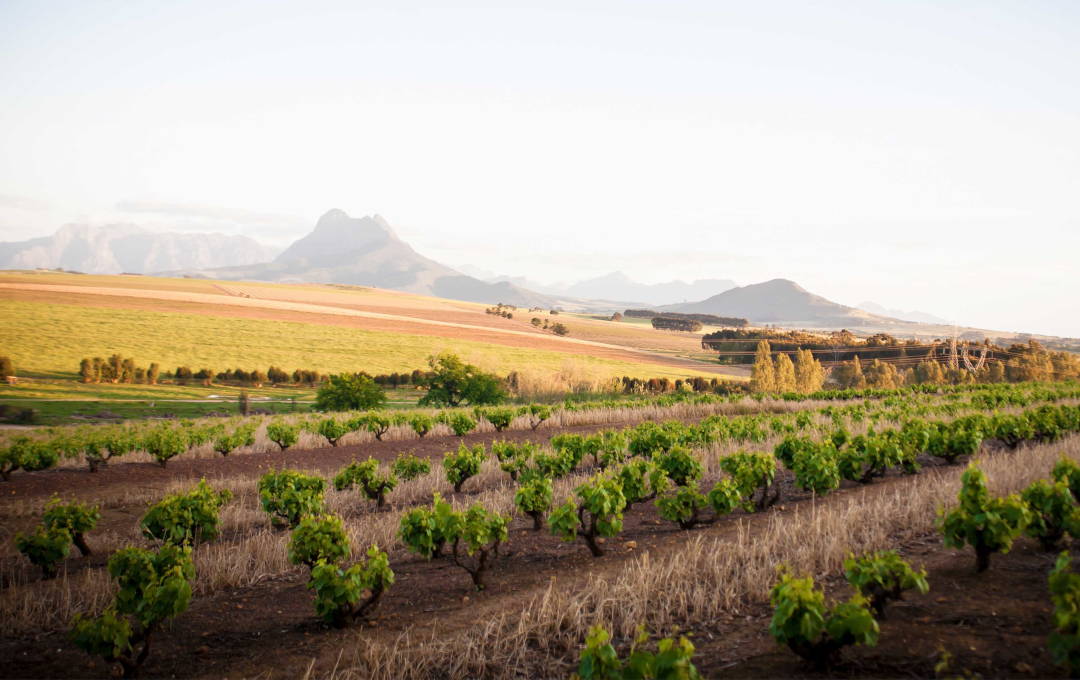 Eenzaamheid Wine Estate Vineyards