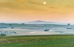 Eenzaamheid Wine Estate Vineyards