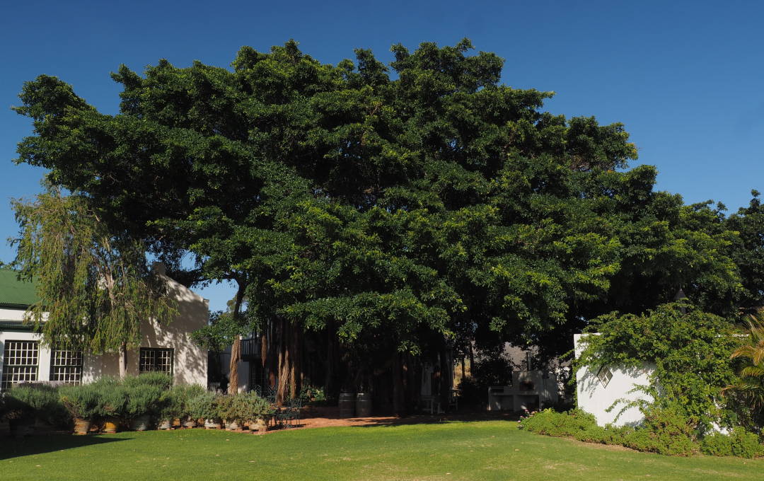Tanagra Boutique Farm