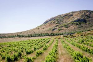 Cloof Wines Romantic