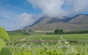 Creation Wines Luxury Child Friendly Modern Creation Wines Luxury