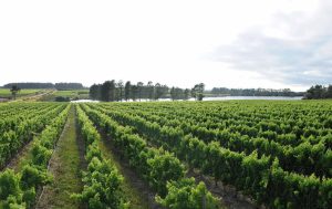 Iona vineyards